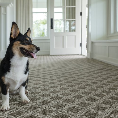 small dog sitting on carpet