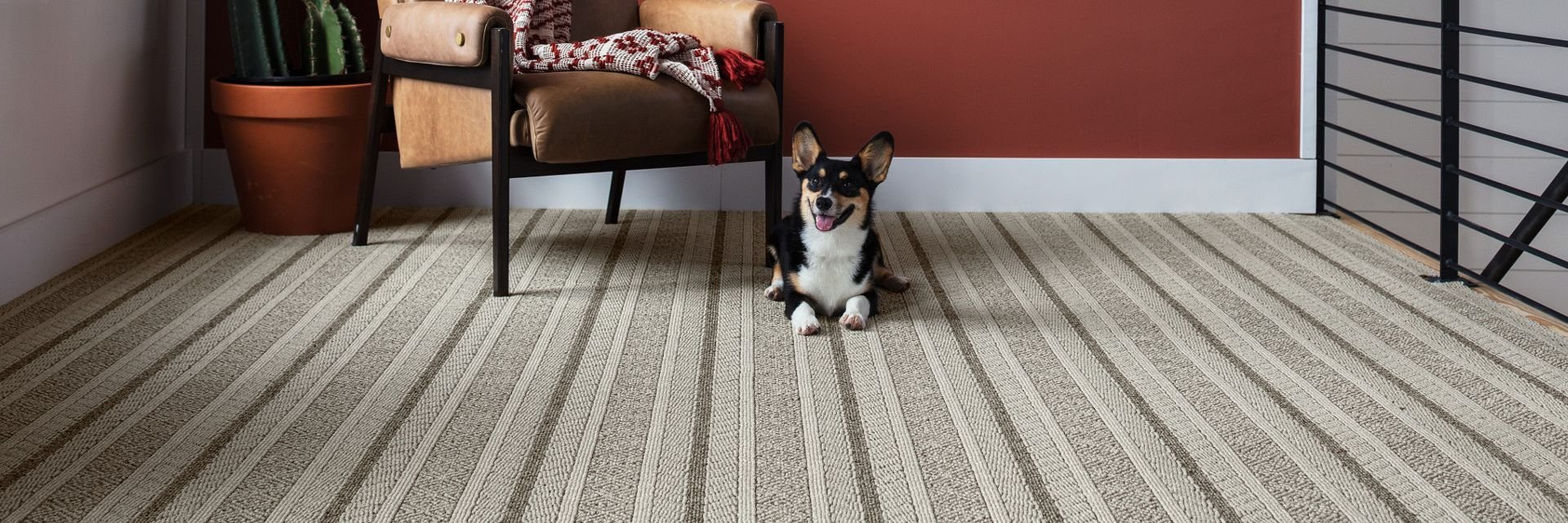 Dog in a room with red walls and patterned carpet from Matson Rugs, Inc in Berlin, CT
